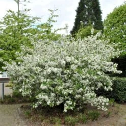 Sargentsæble Malus Sargentii Barrods, - 3 års (1/2) 50-80 Cm. Hækkvalitet 3 Sargentsæble Malus Sargentii Barrods, - 3 års (1/2) 50-80 Cm. Hækkvalitet -Plantetorvet p3601 54075 malus sargentii ae8d