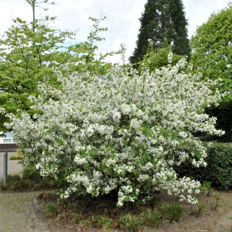 Sargentsæble Malus Sargentii Barrods, - 3 års (1/2) 50-80 cm. Hækkvalitet Sargentsæble Malus Sargentii Barrods, - 3 års (1/2) 50-80 Cm. Hækkvalitet -Plantetorvet p3601 54075 malus sargentii ae8d