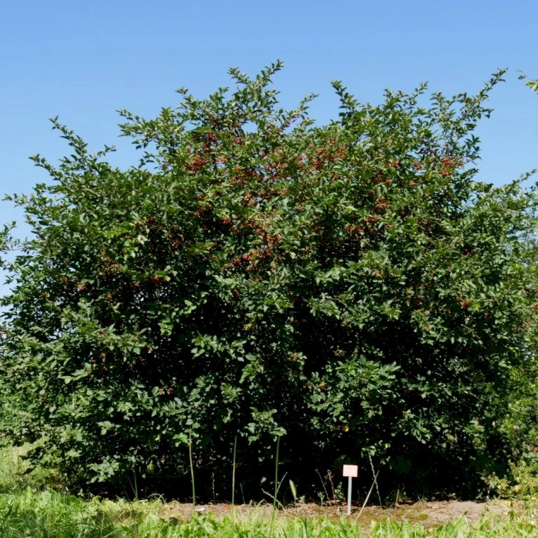 Sargentsæble Malus Sargentii Barrods, - 3 års (1/2) 50-80 cm. Hækkvalitet Sargentsæble Malus Sargentii Barrods, - 3 års (1/2) 50-80 Cm. Hækkvalitet -Plantetorvet p3601 54076 malus sargentii 9f1e