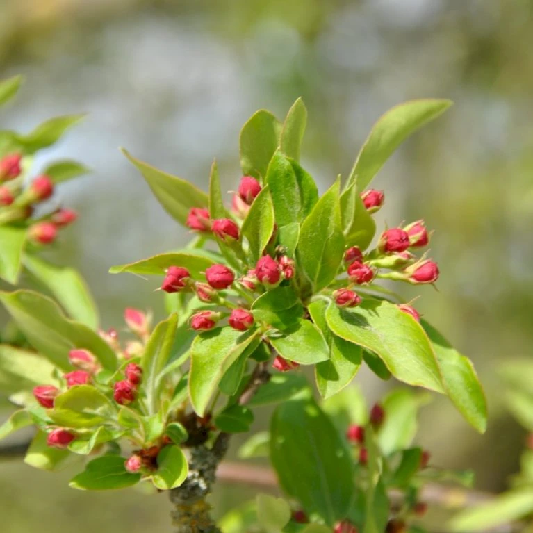 Sargentsæble Malus Sargentii Barrods, - 3 års (1/2) 50-80 cm. Hækkvalitet Sargentsæble Malus Sargentii Barrods, - 3 års (1/2) 50-80 Cm. Hækkvalitet -Plantetorvet p3601 54077 malus sargentii 2c6a
