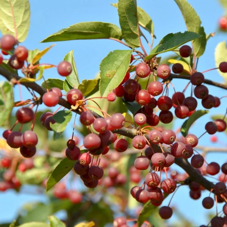 Sargentsæble Malus Sargentii Barrods, - 3 års (1/2) 50-80 cm. Hækkvalitet Sargentsæble Malus Sargentii Barrods, - 3 års (1/2) 50-80 Cm. Hækkvalitet -Plantetorvet p3601 54078 malus sargentii fd70