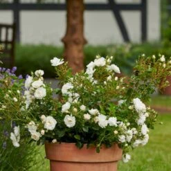 'Diamond Border'® Rosa X 'Diamond Border'® (Bunddækkerose) A-Kvalitet,- Barrods Roser Min. 3 Grene -Plantetorvet p362 51946 rosa x diamond border bunddaekkerose 0c46