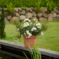 'Diamond Border'® Rosa X 'Diamond Border'® (Bunddækkerose) A-Kvalitet,- Barrods Roser Min. 3 Grene -Plantetorvet p362 51947 rosa x diamond border bunddaekkerose a140