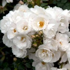 'Diamond Border'® Rosa X 'Diamond Border'® (Bunddækkerose) A-Kvalitet,- Barrods Roser Min. 3 Grene -Plantetorvet p362 51949 rosa x diamond border bunddaekkerose 0775