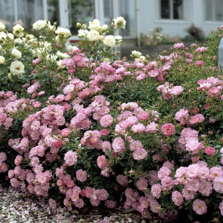 'Easy Cover'® Rosa X 'Easy Cover'® (Bunddækkerose) A-Kvalitet,- barrods roser min. 3 grene 'Easy Cover'® Rosa X 'Easy Cover'® (Bunddækkerose) A-Kvalitet,- Barrods Roser Min. 3 Grene -Plantetorvet p363 51951 rosa x easy cover bunddaekkerose 0a1f