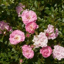 'Easy Cover'® Rosa X 'Easy Cover'® (Bunddækkerose) A-Kvalitet,- Barrods Roser Min. 3 Grene 4 'Easy Cover'® Rosa X 'Easy Cover'® (Bunddækkerose) A-Kvalitet,- Barrods Roser Min. 3 Grene -Plantetorvet p363 51952 rosa x easy cover bunddaekkerose 90cf