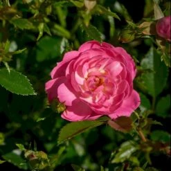 'Easy Cover'® Rosa X 'Easy Cover'® (Bunddækkerose) A-Kvalitet,- Barrods Roser Min. 3 Grene 5 'Easy Cover'® Rosa X 'Easy Cover'® (Bunddækkerose) A-Kvalitet,- Barrods Roser Min. 3 Grene -Plantetorvet p363 51953 rosa x easy cover bunddaekkerose 23b9