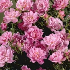 'Easy Cover'® Rosa X 'Easy Cover'® (Bunddækkerose) A-Kvalitet,- Barrods Roser Min. 3 Grene 6 'Easy Cover'® Rosa X 'Easy Cover'® (Bunddækkerose) A-Kvalitet,- Barrods Roser Min. 3 Grene -Plantetorvet p363 51954 rosa x easy cover bunddaekkerose 616f