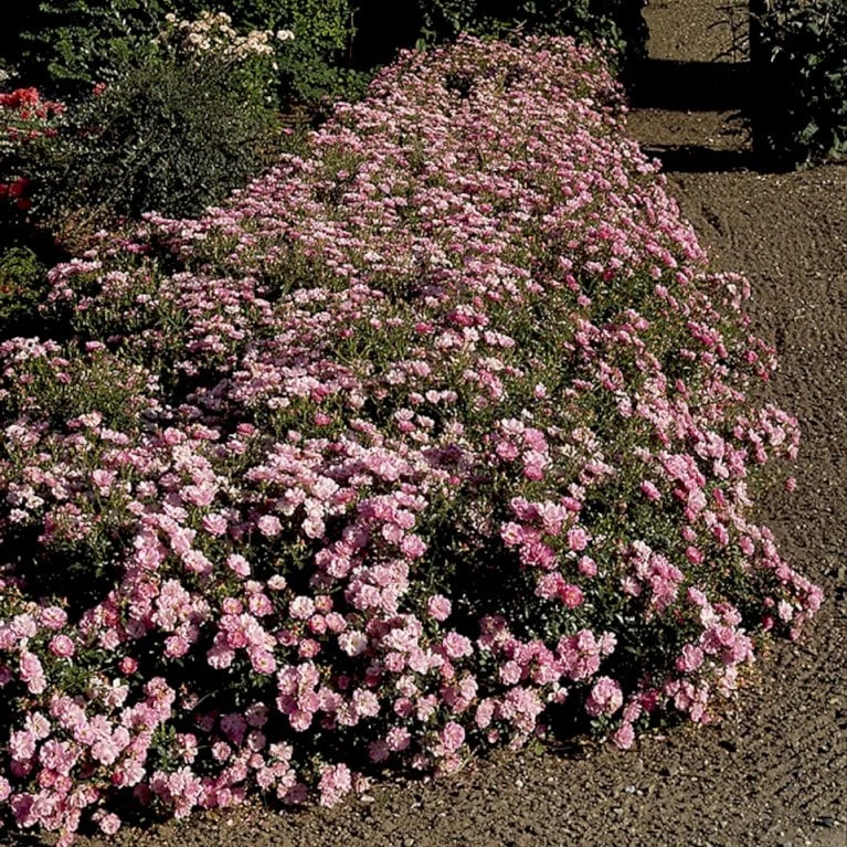 'Easy Cover'® Rosa X 'Easy Cover'® (Bunddækkerose) A-Kvalitet,- barrods roser min. 3 grene 'Easy Cover'® Rosa X 'Easy Cover'® (Bunddækkerose) A-Kvalitet,- Barrods Roser Min. 3 Grene -Plantetorvet p363 51955 rosa x easy cover bunddaekkerose d3fa