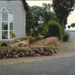 'Easy Cover'® Rosa X 'Easy Cover'® (Bunddækkerose) A-Kvalitet,- Barrods Roser Min. 3 Grene 8 'Easy Cover'® Rosa X 'Easy Cover'® (Bunddækkerose) A-Kvalitet,- Barrods Roser Min. 3 Grene -Plantetorvet p363 51956 rosa x easy cover bunddaekkerose 78d8