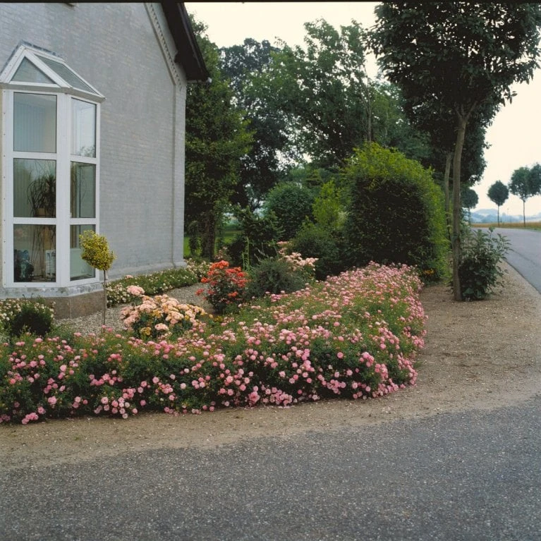 'Easy Cover'® Rosa X 'Easy Cover'® (Bunddækkerose) A-Kvalitet,- barrods roser min. 3 grene 'Easy Cover'® Rosa X 'Easy Cover'® (Bunddækkerose) A-Kvalitet,- Barrods Roser Min. 3 Grene -Plantetorvet p363 51956 rosa x easy cover bunddaekkerose 78d8