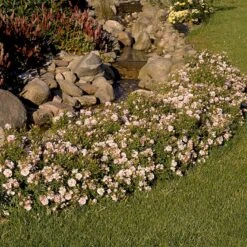 'Gentle Cover'® Rosa X 'Gentle Cover'® (Bunddækkerose) A-Kvalitet,- Barrods Roser Min. 3 Grene -Plantetorvet p364 51963 rosa x gentle cover bunddaekkerose 7d6f