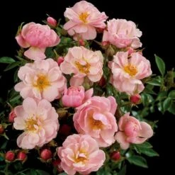 'Gentle Cover'® Rosa X 'Gentle Cover'® (Bunddækkerose) A-Kvalitet,- Barrods Roser Min. 3 Grene -Plantetorvet p364 51964 rosa x gentle cover bunddaekkerose e1ac