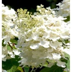 Kompakt Syrén-Hortensia 'Bobo' Hydrangea Paniculata 'Bobo' 3,5 Liter Potte