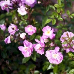 'Lavender Cover'® Rosa X 'Lavender Cover'® (Bunddækkerose) A-Kvalitet,- Barrods Roser Min. 3 Grene 4 'Lavender Cover'® Rosa X 'Lavender Cover'® (Bunddækkerose) A-Kvalitet,- Barrods Roser Min. 3 Grene -Plantetorvet p366 51970 rosa x lavender cover bunddaekkerose 803d