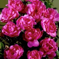 'Lavender Cover'® Rosa X 'Lavender Cover'® (Bunddækkerose) A-Kvalitet,- Barrods Roser Min. 3 Grene 5 'Lavender Cover'® Rosa X 'Lavender Cover'® (Bunddækkerose) A-Kvalitet,- Barrods Roser Min. 3 Grene -Plantetorvet p366 51971 rosa x lavender cover bunddaekkerose b7c0