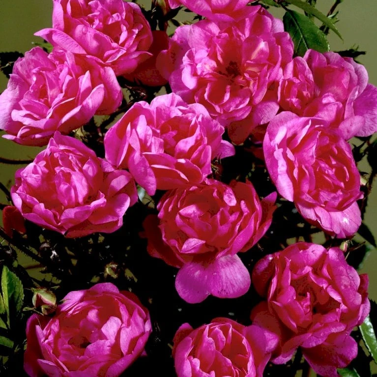 'Lavender Cover'® Rosa X 'Lavender Cover'® (Bunddækkerose) A-Kvalitet,- barrods roser min. 3 grene 'Lavender Cover'® Rosa X 'Lavender Cover'® (Bunddækkerose) A-Kvalitet,- Barrods Roser Min. 3 Grene -Plantetorvet p366 51971 rosa x lavender cover bunddaekkerose b7c0