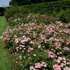 'Pink Cover'® Rosa X 'Pink Cover'® (Bunddækkerose) A-Kvalitet,- Barrods Roser Min. 3 Grene 5 'Pink Cover'® Rosa X 'Pink Cover'® (Bunddækkerose) A-Kvalitet,- Barrods Roser Min. 3 Grene -Plantetorvet p367 51974 rosa x pink cover bunddaekkerose f354