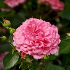 'Rosy Border'® Rosa X 'Rosy Border'® (Bunddækkerose) A-Kvalitet,- Barrods Roser Min. 3 Grene 4 'Rosy Border'® Rosa X 'Rosy Border'® (Bunddækkerose) A-Kvalitet,- Barrods Roser Min. 3 Grene -Plantetorvet p368 51977 rosa x rosy border bunddaekkerose eefe