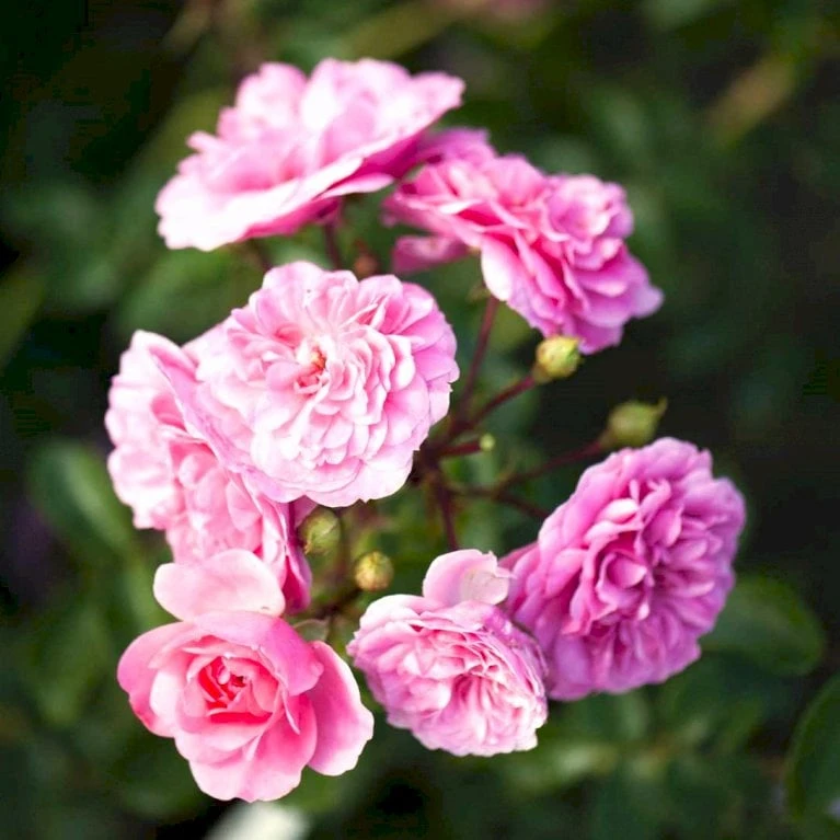 'Rosy Border'® Rosa X 'Rosy Border'® (Bunddækkerose) A-Kvalitet,- barrods roser min. 3 grene 'Rosy Border'® Rosa X 'Rosy Border'® (Bunddækkerose) A-Kvalitet,- Barrods Roser Min. 3 Grene -Plantetorvet p368 51978 rosa x rosy border bunddaekkerose 5ac0