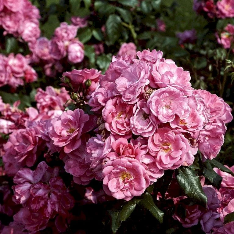 'Rosy Border'® Rosa X 'Rosy Border'® (Bunddækkerose) A-Kvalitet,- barrods roser min. 3 grene 'Rosy Border'® Rosa X 'Rosy Border'® (Bunddækkerose) A-Kvalitet,- Barrods Roser Min. 3 Grene -Plantetorvet p368 51979 rosa x rosy border bunddaekkerose e05e