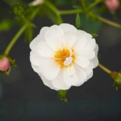 'Snow Cover'® Rosa X 'Snow Cover'® (Bunddækkerose) A-Kvalitet,- Barrods Roser Min. 3 Grene 4 'Snow Cover'® Rosa X 'Snow Cover'® (Bunddækkerose) A-Kvalitet,- Barrods Roser Min. 3 Grene -Plantetorvet p369 51984 rosa x snow cover bunddaekkerose 03fd