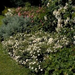 'Snow Cover'® Rosa X 'Snow Cover'® (Bunddækkerose) A-Kvalitet,- Barrods Roser Min. 3 Grene 5 'Snow Cover'® Rosa X 'Snow Cover'® (Bunddækkerose) A-Kvalitet,- Barrods Roser Min. 3 Grene -Plantetorvet p369 51985 rosa x snow cover bunddaekkerose 9f35