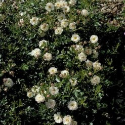 'Snow Cover'® Rosa X 'Snow Cover'® (Bunddækkerose) A-Kvalitet,- Barrods Roser Min. 3 Grene 6 'Snow Cover'® Rosa X 'Snow Cover'® (Bunddækkerose) A-Kvalitet,- Barrods Roser Min. 3 Grene -Plantetorvet p369 51986 rosa x snow cover bunddaekkerose a8db