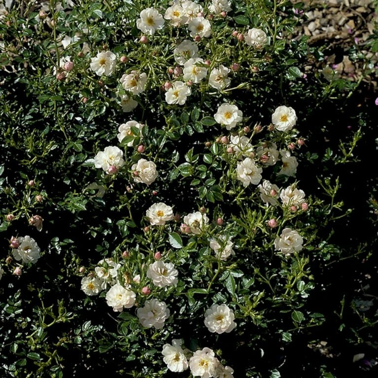 'Snow Cover'® Rosa X 'Snow Cover'® (Bunddækkerose) A-Kvalitet,- barrods roser min. 3 grene 'Snow Cover'® Rosa X 'Snow Cover'® (Bunddækkerose) A-Kvalitet,- Barrods Roser Min. 3 Grene -Plantetorvet p369 51986 rosa x snow cover bunddaekkerose a8db
