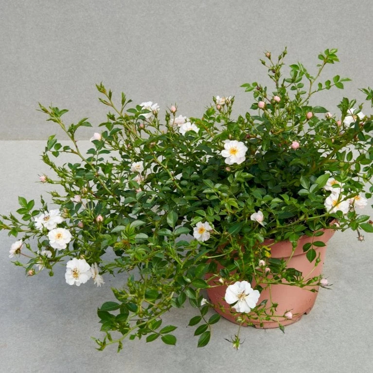'Snow Cover'® Rosa X 'Snow Cover'® (Bunddækkerose) A-Kvalitet,- barrods roser min. 3 grene 'Snow Cover'® Rosa X 'Snow Cover'® (Bunddækkerose) A-Kvalitet,- Barrods Roser Min. 3 Grene -Plantetorvet p369 51987 rosa x snow cover bunddaekkerose efe1