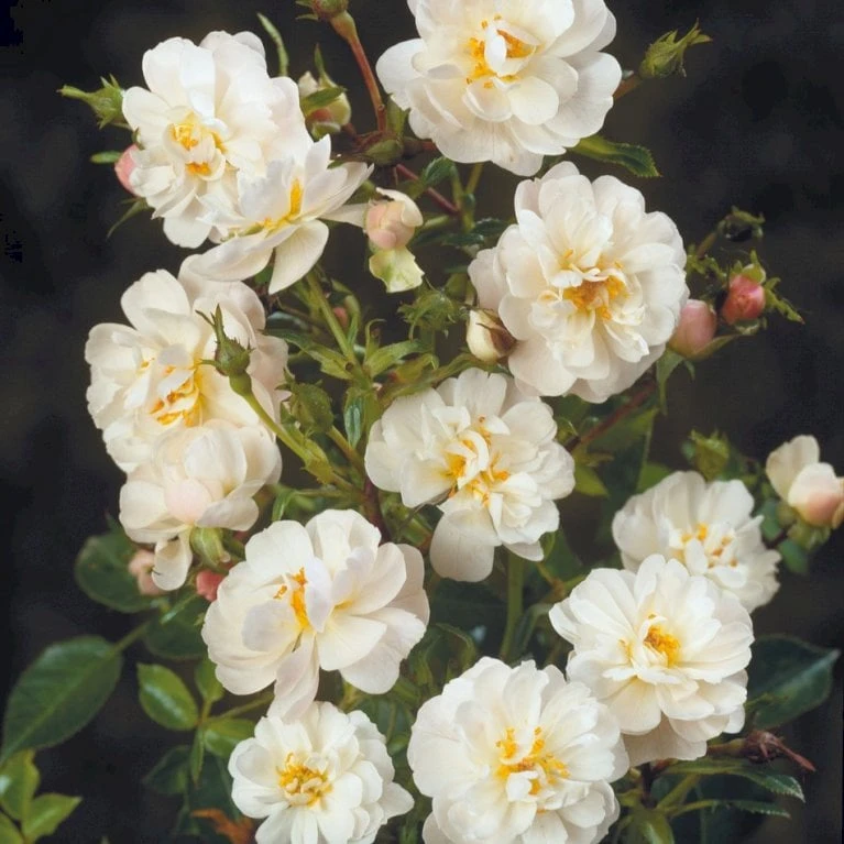 'Snow Cover'® Rosa X 'Snow Cover'® (Bunddækkerose) A-Kvalitet,- barrods roser min. 3 grene 'Snow Cover'® Rosa X 'Snow Cover'® (Bunddækkerose) A-Kvalitet,- Barrods Roser Min. 3 Grene -Plantetorvet p369 51988 rosa x snow cover bunddaekkerose f042
