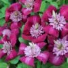 Evison Klematis 'Avant-Garde'® Clematis Evison 'Avant-Garde'® Potte 2,0 Liter,- Opbundet 60-100 Cm 1 Evison Klematis 'Avant-Garde'® Clematis Evison 'Avant-Garde'® Potte 2,0 Liter,- Opbundet 60-100 Cm -Plantetorvet p37089 45878 clematis evison avant garde a31c