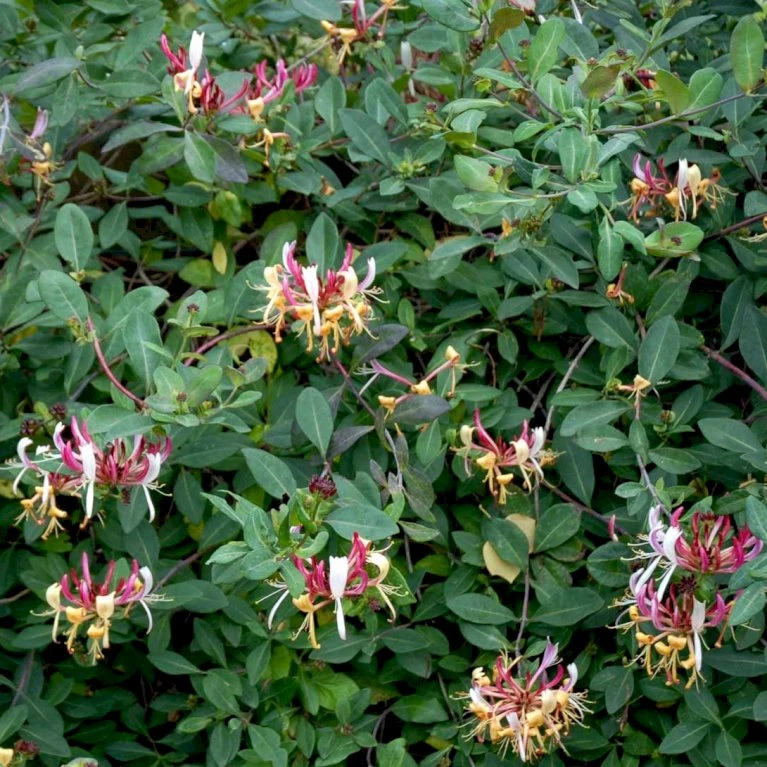Almindelig Kaprifolia (Gedeblad) Lonicera Periclymenum Potte 2,0 liter,- Opbundet Almindelig Kaprifolia (Gedeblad) Lonicera Periclymenum Potte 2,0 Liter,- Opbundet -Plantetorvet p3708 48750 lonicera periclymenum bcc2