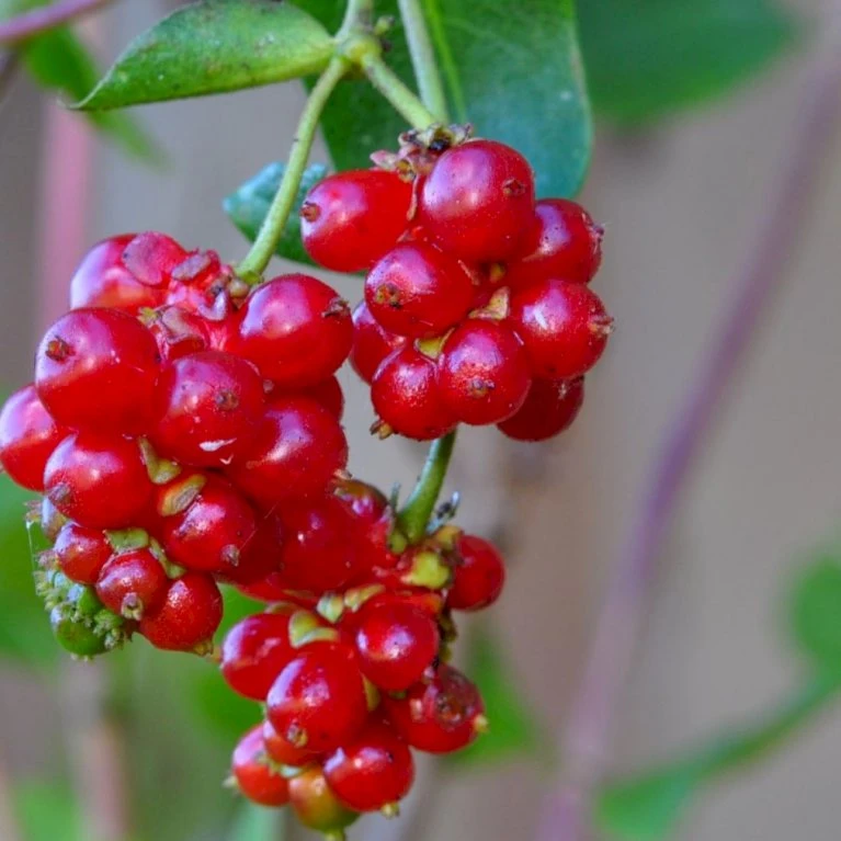 Almindelig Kaprifolia (Gedeblad) Lonicera Periclymenum Potte 2,0 liter,- Opbundet Almindelig Kaprifolia (Gedeblad) Lonicera Periclymenum Potte 2,0 Liter,- Opbundet -Plantetorvet p3708 48752 lonicera periclymenum 75b8