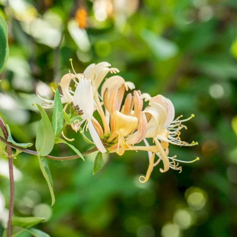 Almindelig Kaprifolia (Gedeblad) Lonicera Periclymenum Potte 2,0 liter,- Opbundet Almindelig Kaprifolia (Gedeblad) Lonicera Periclymenum Potte 2,0 Liter,- Opbundet -Plantetorvet p3708 50617 lonicera periclymenum 8f26