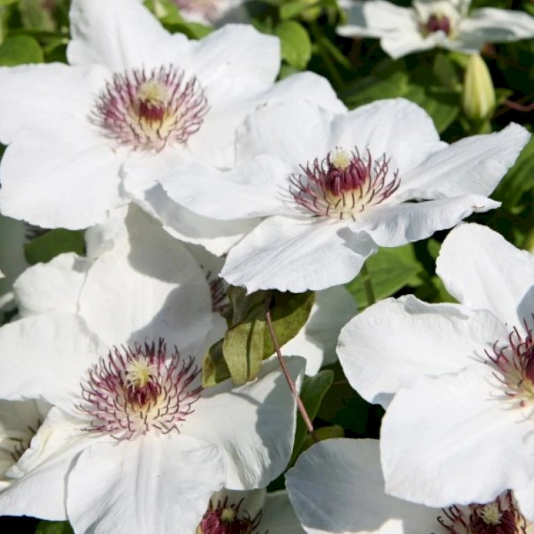Evison Klematis 'Ninon'® Clematis Evison 'Ninon'® Potte 2,0 liter,- Opbundet 60-100 cm Evison Klematis 'Ninon'® Clematis Evison 'Ninon'® Potte 2,0 Liter,- Opbundet 60-100 Cm -Plantetorvet p37091 48547 clematis evison ninon c004