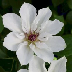 Evison Klematis 'Ninon'® Clematis Evison 'Ninon'® Potte 2,0 Liter,- Opbundet 60-100 Cm 3 Evison Klematis 'Ninon'® Clematis Evison 'Ninon'® Potte 2,0 Liter,- Opbundet 60-100 Cm -Plantetorvet p37091 50558 clematis evison ninon 2817