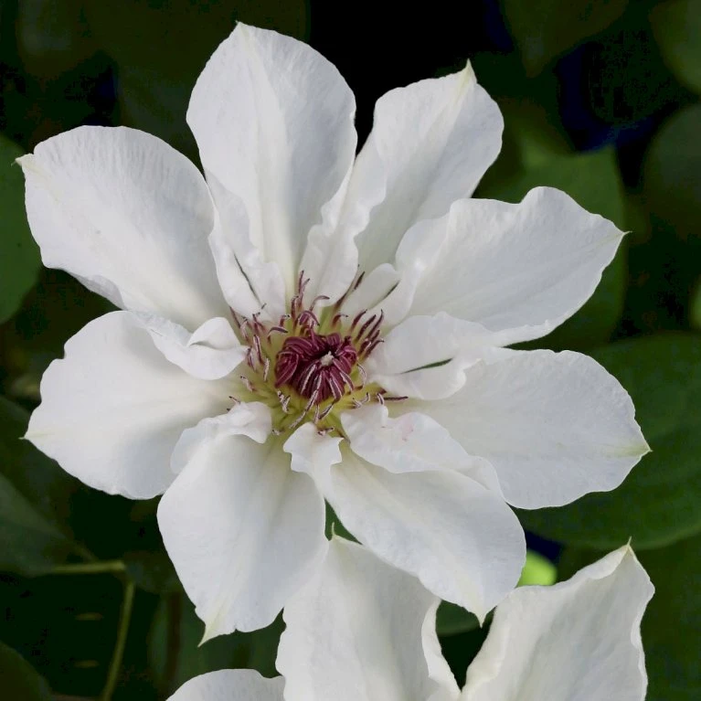 Evison Klematis 'Ninon'® Clematis Evison 'Ninon'® Potte 2,0 liter,- Opbundet 60-100 cm Evison Klematis 'Ninon'® Clematis Evison 'Ninon'® Potte 2,0 Liter,- Opbundet 60-100 Cm -Plantetorvet p37091 50558 clematis evison ninon 2817