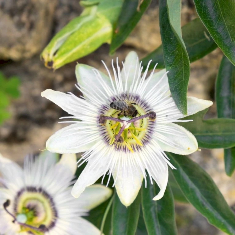 Passionsblomst 'Constance Elliot' Passiflora Caerulea 'Constance Elliot' Potte 2,0 liter,- Opbundet Passionsblomst 'Constance Elliot' Passiflora Caerulea 'Constance Elliot' Potte 2,0 Liter,- Opbundet -Plantetorvet p37097 45889 passiflora caerulea constance elliot 87e0