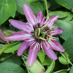 Passionsblomst 'Lavender' Passiflora Caerulea 'Lavender' Potte 2,0 Liter,- Opbundet