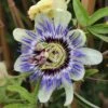 Passionsblomst 'Purple Haze' Passiflora Caerulea 'Purple Haze' Potte 2,0 Liter,- Opbundet
