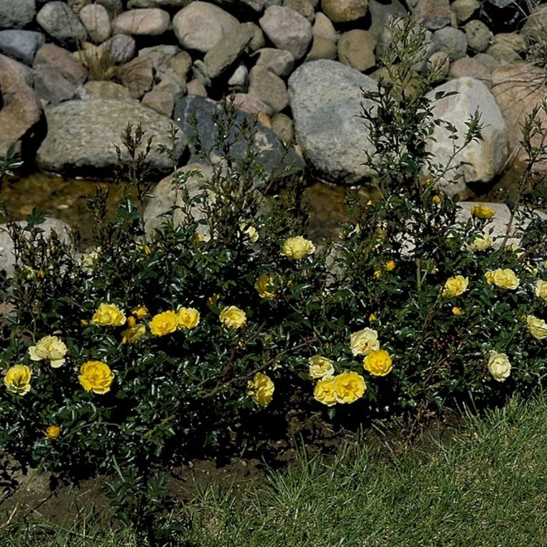 'Sun Cover'® Rosa X 'Sun Cover'® (Bunddækkerose) A-Kvalitet,- barrods roser min. 3 grene 'Sun Cover'® Rosa X 'Sun Cover'® (Bunddækkerose) A-Kvalitet,- Barrods Roser Min. 3 Grene -Plantetorvet p370 51996 rosa x sun cover bunddaekkerose d13e