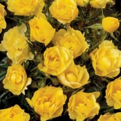 'Sun Cover'® Rosa X 'Sun Cover'® (Bunddækkerose) A-Kvalitet,- Barrods Roser Min. 3 Grene 5 'Sun Cover'® Rosa X 'Sun Cover'® (Bunddækkerose) A-Kvalitet,- Barrods Roser Min. 3 Grene -Plantetorvet p370 51997 rosa x sun cover bunddaekkerose c888