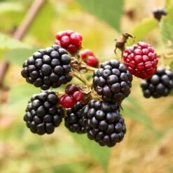 Brombær 'Asterina'® Rubus Fruticosus 'Asterina'® Potte 2,0 Liter,- Opbundet -Plantetorvet p37101 50645 rubus fruticosus asterina c15c