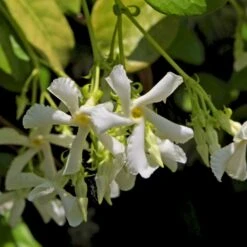 Stjernejasmin Trachelospermum Jasminoides Potte 2,0 Liter,- Opbundet