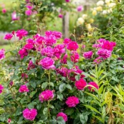 'James L. Austin' Rosa X 'James L. Austin' (Engelsk Rose) A-Kvalitet,- Barrods Roser Min. 3 Grene -Plantetorvet p37129 53039 rosa x james l austin engelsk rose ed70