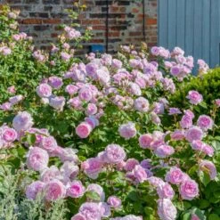 'Olivia Rose' Rosa X 'Olivia Rose' (Engelsk Rose) A-Kvalitet,- Barrods Roser Min. 3 Grene -Plantetorvet p37130 53073 rosa x olivia rose engelsk rose 6cf3