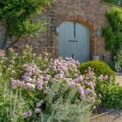 'Olivia Rose' Rosa X 'Olivia Rose' (Engelsk Rose) A-Kvalitet,- Barrods Roser Min. 3 Grene -Plantetorvet p37130 53075 rosa x olivia rose engelsk rose 0ce3