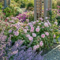 'Olivia Rose' Rosa X 'Olivia Rose' (Engelsk Rose) A-Kvalitet,- Barrods Roser Min. 3 Grene -Plantetorvet p37130 53076 rosa x olivia rose engelsk rose 855b