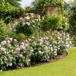 'Olivia Rose' Rosa X 'Olivia Rose' (Engelsk Rose) A-Kvalitet,- Barrods Roser Min. 3 Grene -Plantetorvet p37130 53078 rosa x olivia rose engelsk rose 53e0